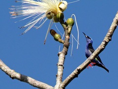 Cyanerpes cyaneus