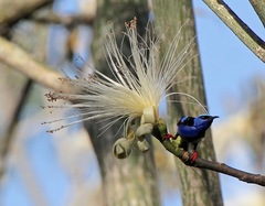 Cyanerpes cyaneus
