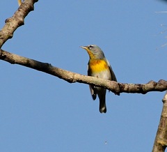 Setophaga americana