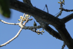 Cyanerpes cyaneus