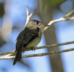 Contopus caribaeus