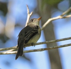 Contopus caribaeus