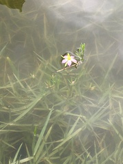 Calycine Rose-gentian (Sabatia calycina)