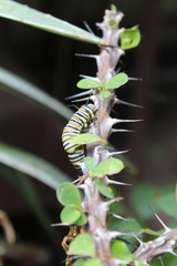 Danaus plexippus