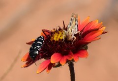 Acmaeodera obtusa