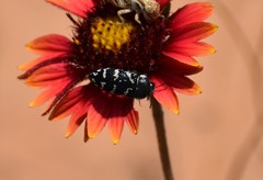 Acmaeodera obtusa