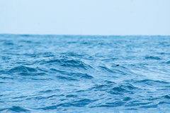 Hydrobates