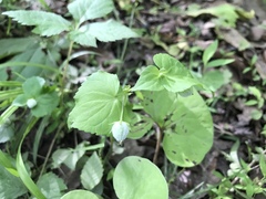 Viola pubescens