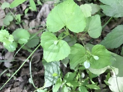 Viola pubescens