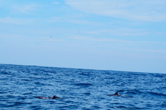 Stenella attenuata