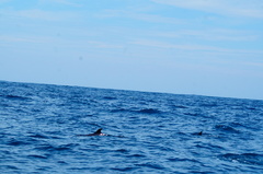 Stenella attenuata