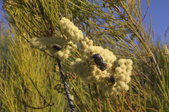 Trichostetha capensis oweni