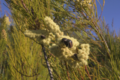 Trichostetha capensis oweni