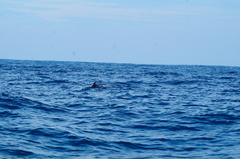 Stenella attenuata