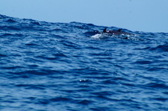 Stenella attenuata