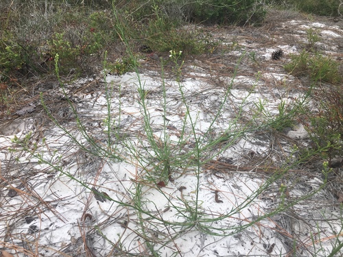 Erigeron canadensis image