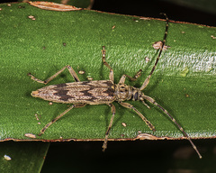 Elytrimitatrix undata