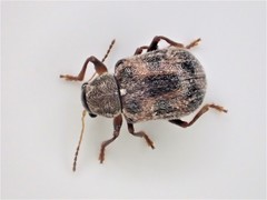 Xanthonia decemnotata