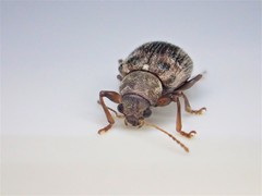Xanthonia decemnotata