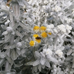Achillea maritima