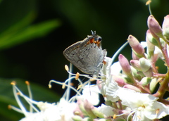 Satyrium californica