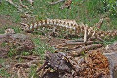 Cervus canadensis canadensis