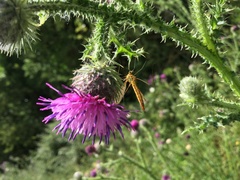 Nephrotoma flavescens