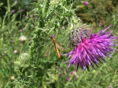 Nephrotoma flavescens