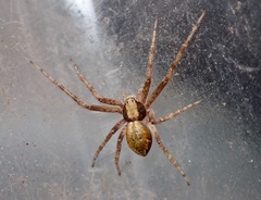Philodromus aureolus
