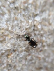 Bembidion quadrimaculatum