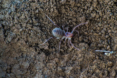 Galeodidae