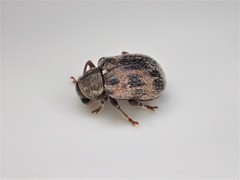 Xanthonia decemnotata