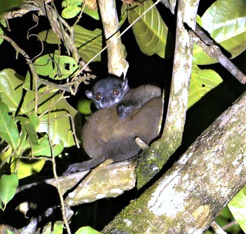 Scott's Sportive Lemur (Lepilemur scottorum) — Endangered Mammalia