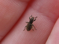Sitona cylindricollis