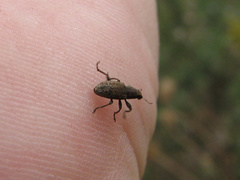 Sitona cylindricollis