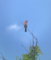 Haemorhous mexicanus