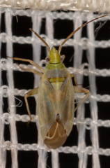 Amblytylus nasutus