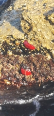 Actinia mediterranea