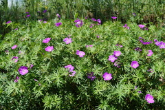Geranium sanguineum