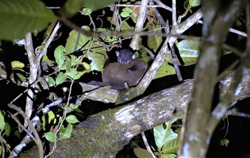 Scott's Sportive Lemur
