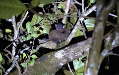 Lepilemur scottorum
