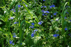 Veronica chamaedrys