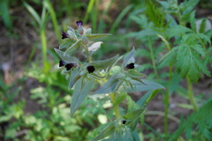 Nonea pulla