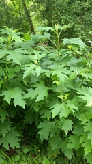 Smallanthus uvedalia