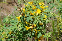 Chamaecytisus ruthenicus