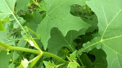 Smallanthus uvedalia