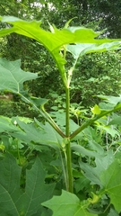 Smallanthus uvedalia