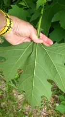 Smallanthus uvedalia