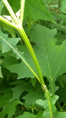 Smallanthus uvedalia