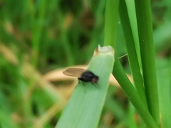 Minettia longipennis